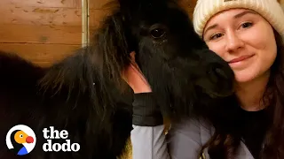 Mini Pony Has The Cutest Way Of Asking For Pets | The Dodo Soulmates