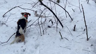 Охота на зайца с эстонской гончей ! Белячка взяли !!!