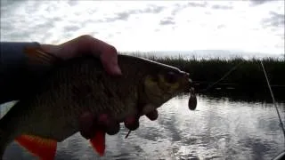 Cope no kajaka (sezonas atklāšana) - Liepājas ezers 2013. gada jūnijs