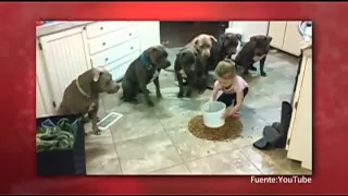 Niña Controla a Seis Perros Pitbull - Almohadazo