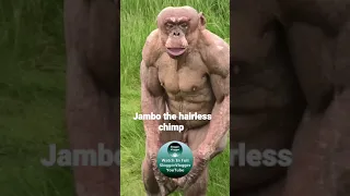 Jambo the hairless chimp #shorts #HairlessChimp