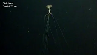 Mysterious New Bigfin Squid Footage - Magnapinna Archive