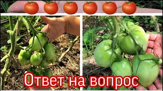 Обзор томатов после удаления листвы.Как развивается томатная кисть