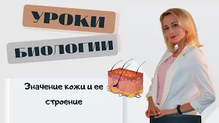 Значение кожи и ее строение