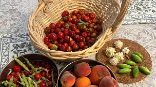 Fruit trees that grow well in full sun in Arizona