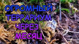 ОГРОМНЫЙ ТЕРРАРИУМ ЧЕРЕЗ МЕСЯЦ #АКВАМЕН #СВОИМИ_РУКАМИ