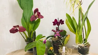 Летние цветения орхидей и ближайшие ожидания!