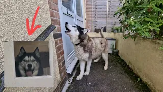 Husky's Meet Again After Weeks Of Being Apart!