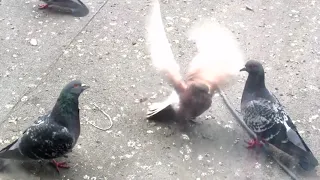 Агрессивный голубь Рыжик (Aggresive Red Pigeon)
