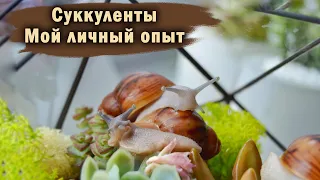 СУККУЛЕНТЫ | ВСЕ ЧТО НУЖНО ЗНАТЬ НОВИЧКАМ | ПЕРЕСАДКА, ПОЛИВ, ОСВЕЩЕНИЕ