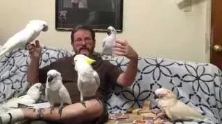Understanding your bird | Ep.24: Awakening Your Inner Parrot | Cockatude: Cockatoos with Attitude