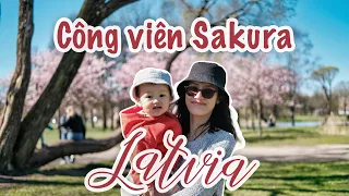 Công viên Sakura Lớn Nhất ở Riga | Enjoy Spring Moments with Cherry Blossom in Latvia - Europe