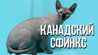 Смешные животные✓канадский сфинкс✓