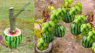 How to grow a mango tree in watermelon fruit to get fruit faster 100% | Grafting Mango Tree