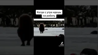 Камчатский пингвин спешит на работу🐧  #бонусказино  #shorts  #казинобумеранг