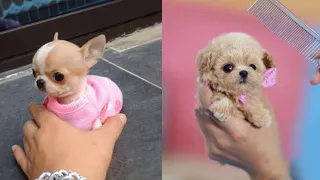 Cutest Teacup Puppies Video Compilation || Funny and Cute Dog #6