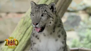 The BEST Snow Leopard Relationship | One Zoo Three