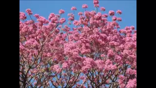 Liu e Leo, O Ipê e o prisioneiro (Ipê Florido)