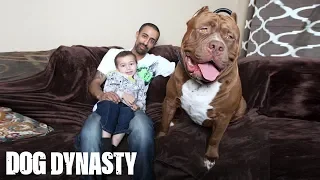 Meet 'Hulk': The Giant 175lb Family Pit Bull | DOG DYNASTY