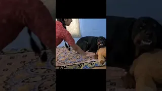 Dog's Favourite Teddy Destroyed by anshu🤣🤣 | Cute Dog Funny Video