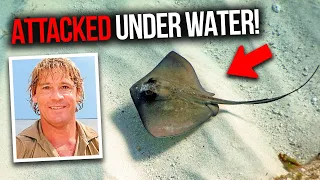 Steve Irwin's TERRIFYING Last Moments