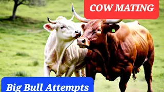 Cow Mating! Missing mate of cow. #cow #animals animals mating.