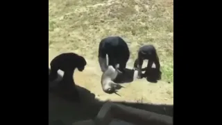 Raccoon beat down