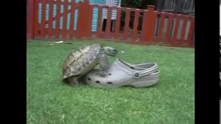 turtle humping shoe