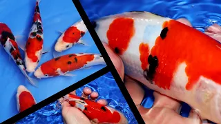 Sanke Koi Fish selection [Best out of 20 Koi]