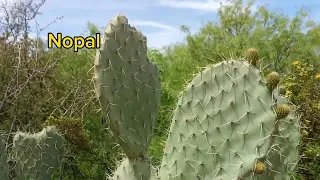 Zacatecas Y Coahuila Recorrido En El Desierto Mexicano #cactus #suculentas #desert #mexico #méxico