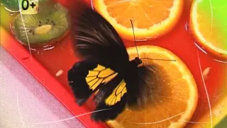 Живые тропические бабочки в Саратове 2015