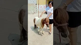 Mini Horse Little Pony Foal