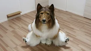 【Realistic dog suit】Rough Collie bloopers