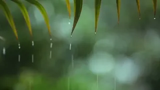 28 Hours Relaxing Music & Rain - Beautiful Piano Music, Background Music, Sleep Music