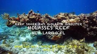 Reef Shark and Goliath Grouper on Florida Keys Reef 4-20-24