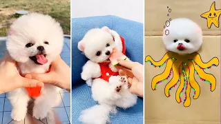 Tik Tok Chó Phốc Sóc Mini 😍 Funny and Cute Pomeranian #365