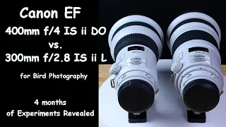 Canon EF 400mm f/4 IS ii DO vs. EF 300mm f/2.8 IS ii L for Bird Photography: 4 Months of Experiments