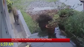 Increase in mountain lion sightings in Pacifica