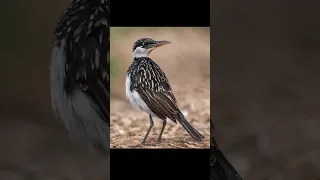 Egyptian plover bird।।#ytshorts #shortsfeed #facts #trending #youtubeshorts #amazingfacts