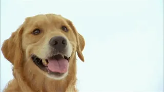 Dog Facts 101 - Golden Retriever