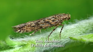 Polilla de tomate, PNRSV y duraznillo.