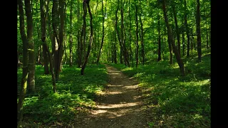 Canto melodioso degli uccelli nel bosco, suoni armoniosi.