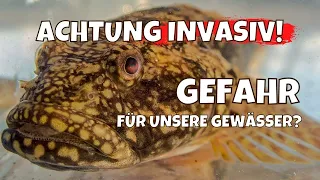 Bedrohung durch Wolgazander und Grundel? | Invasive Arten in unseren Gewässern? | Experte klärt auf