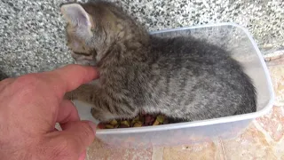 Kitten's reaction while trying to protect its food