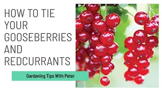 How to Tie Your Gooseberries & Redcurrants | Garden Ideas | Peter Seabrook