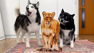 My Dog and Cat Reaction to the Fake Leo! Сat Face Prank Challenge