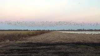 Snow Geese feeding near Pungo Lake, NC