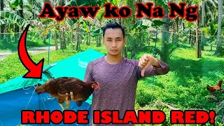 Bakit Ako Tumigil sa Pag-aalaga ng Rhode Island Red | Free Range Chicken Farming PH