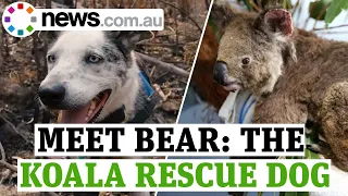 Bushfires: Meet Bear the koala rescue dog