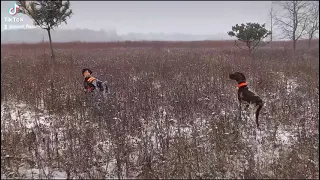 Michigan pheasant hunting. Haymarsh hunt club. german shorthair pointer.